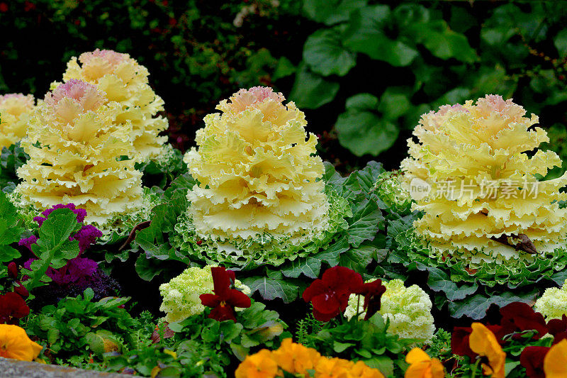 甘蓝(Brassica Oleracea) /观赏白菜/观赏甘蓝